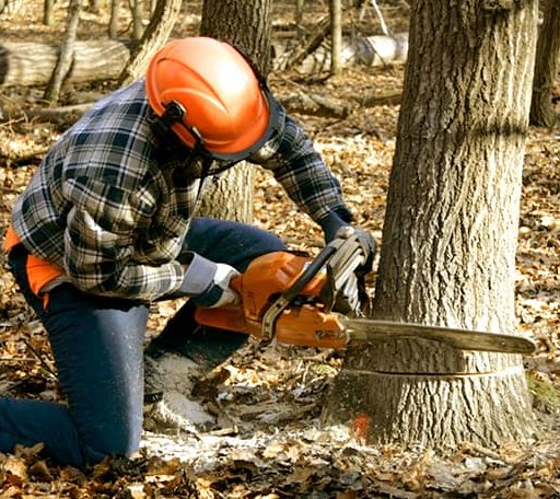 Tree Removal in Fairfield, TX